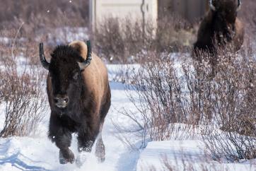 Plains Bison charge out of the shipping container to explore their new home. Banff National Park, Alberta.