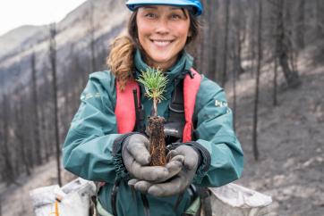 Planting endangered Whitebark Pine just days after the Verdant Creek wildfire.  Kootenay National Park, British Columbia.
