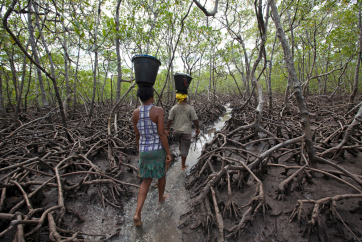 two people with baskets on heads walking in mangroves