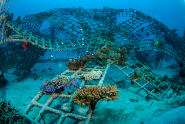 corals growing on an artificial reef made of steel 