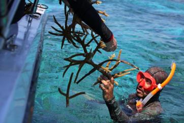 Improvement of coral reef protection