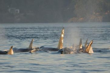 A pod of killer whales surface near the Canadian coast