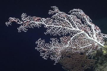 A large bubblegum coral (Paragorgia sp.) seen during the Deep Connections 2019 expedition. Image courtesy of the NOAA Office of Ocean Exploration and Research.