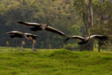 Grey Crowned Cranes in flight in Rukiga, Uganda.