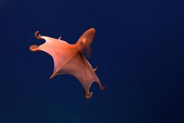 A rare dumbo octopus off Puerto Rico. Image courtesy of the NOAA Office of Ocean Exploration and Research.