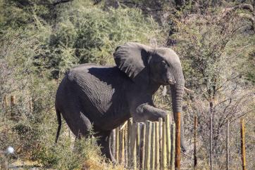 African elephant crossing a park fence in Botswana