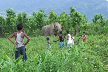 Asian elephants close to village