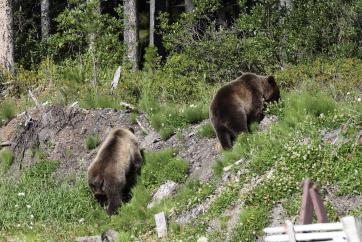 Grizzly bears in a yard in Canada