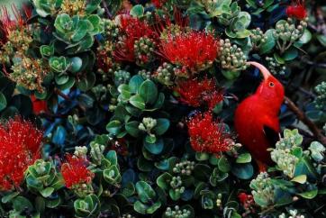 ʻIʻiwi (Drepanis coccinea) is our signature endemic Hawaiian forest bird