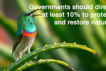 Governments should direct at least 10% of the recovery plans to protect and restore nature.