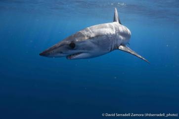 shortfin mako shark by @David Serradell