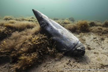 dead shortfin mako shark @David Serradell