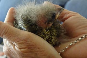 A baby lyrebird held in a woman's hands by Susie Sarah