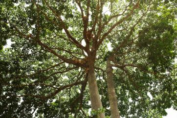 Part 3: creating an economic alternative for the moabi, largest tree of the African rainforest, endangered by the wood industry