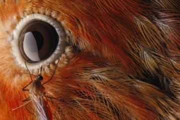 A mosquito on the eye of an ʻiʻiwi. in 48 hours, if the mosquito carried avian malaria, the bird is dead.