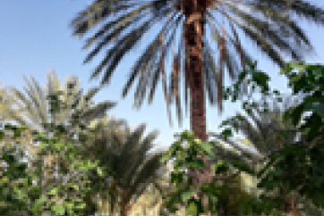 Figure 1: Richesse de la biodiversité végétale oasienne (palmier dattier)