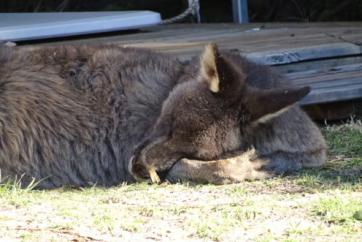 Sleeping kangaroo with head in paws by Susie Sarah
