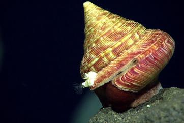 A slit shell species new to science in the Marianas. Image courtesy of the NOAA Office of Ocean Exploration and Research.