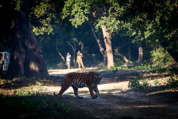 Tiger crossing a road in Corbett National Park, India