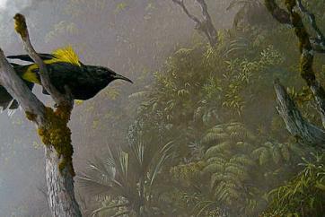The ʻŌʻō (Moho spp.) was a dominant forest bird in Hawaiian forests, but has gone extinct
